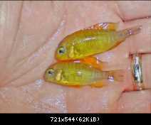 tropheus kiriza gold