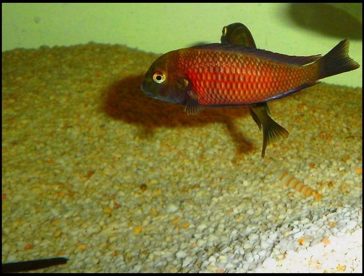 tropheus lupota