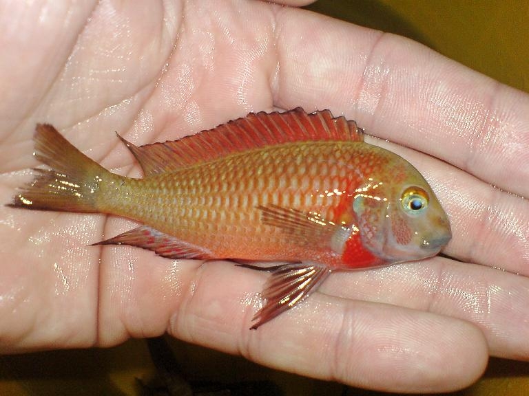 tropheus lupota