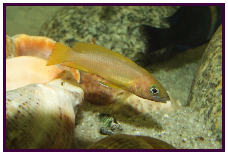 neolamprologus leleupi