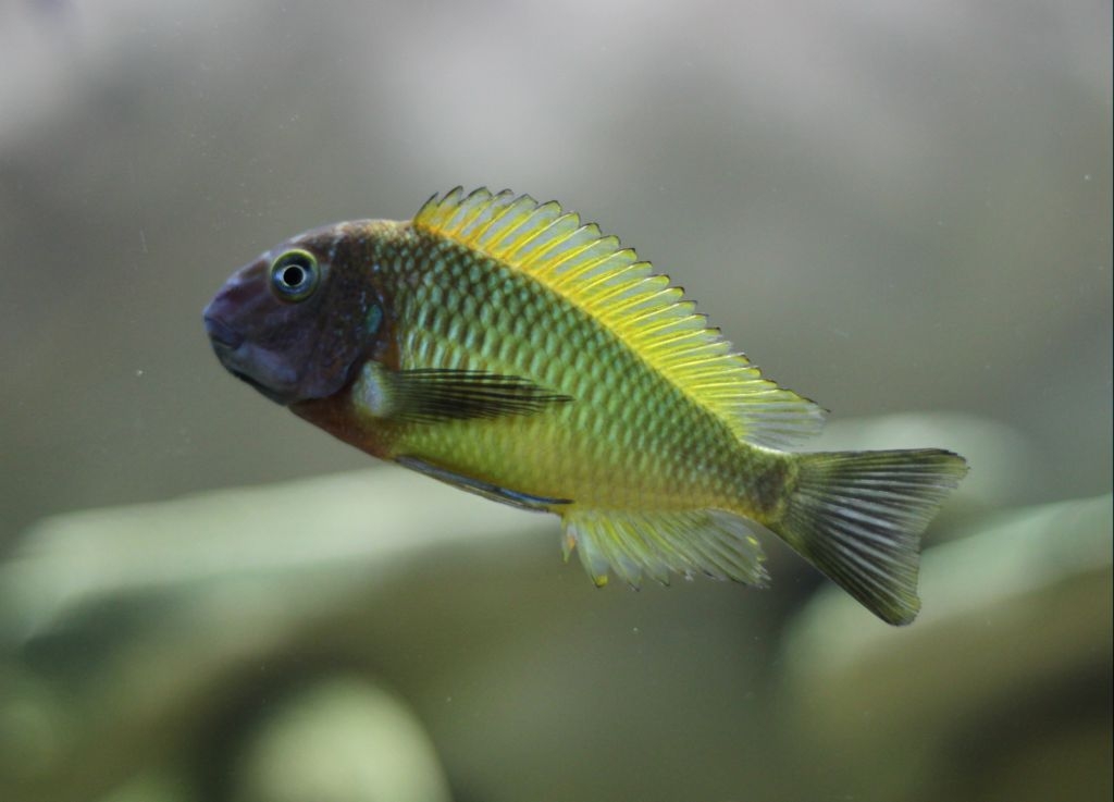 Tropheus Musanga