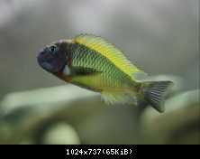 Tropheus Musanga