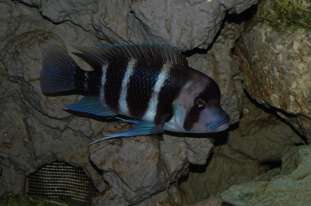 Cyphotilapia frontosa, Burundi