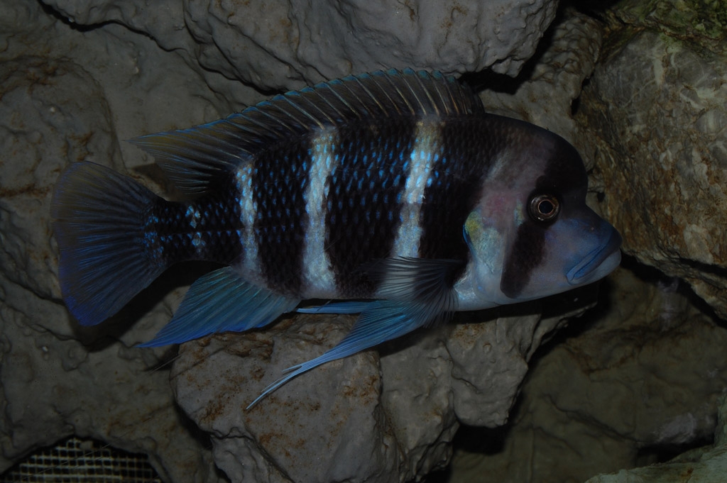 Cyphotilapia frontosa, Burundi