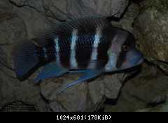 Cyphotilapia frontosa, Burundi
