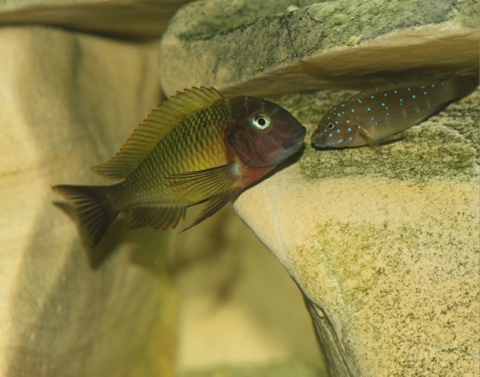 Tropheus Musanga + eretmodus