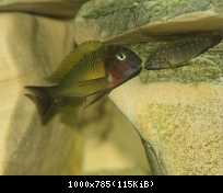 Tropheus Musanga + eretmodus