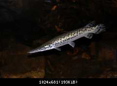 1200 litrov Alligator gar