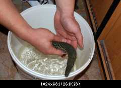 1200 litrov Alligator gar