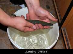 1200 litrov Alligator gar