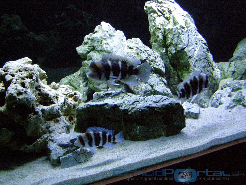 1350 litrov Frontosa Tank