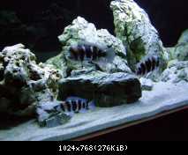 1350 litrov Frontosa Tank