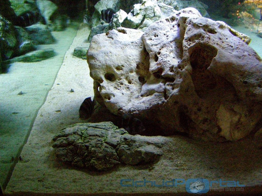 1350 litrov Frontosa Tank