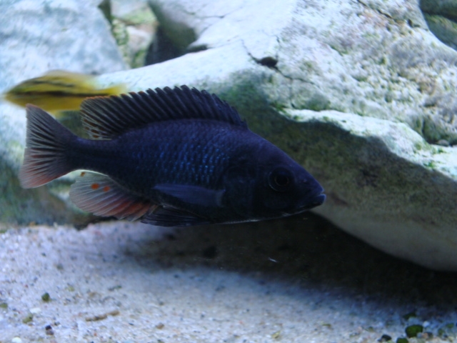 Haplochromis Nubilus