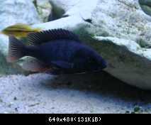 Haplochromis Nubilus