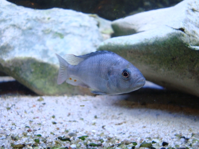 Haplochromis Nubilus  jikernačka