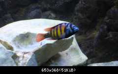 Haplochromis Ch 44, samec