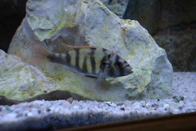 Haplochromis Ch 44, jikernačka