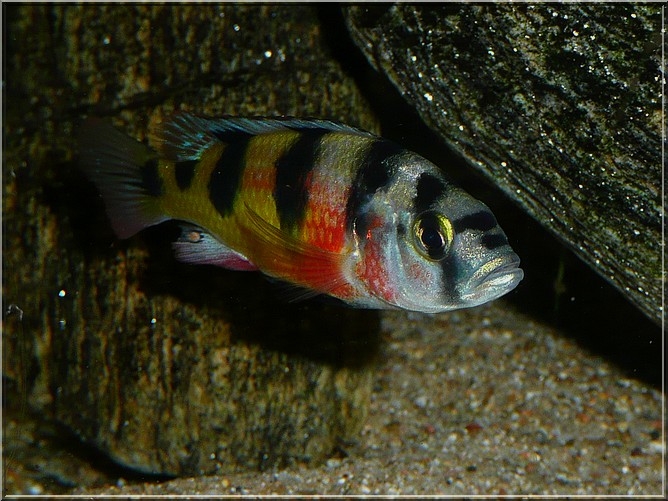 Astatotilapia Latifasciata