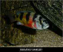 Astatotilapia Latifasciata