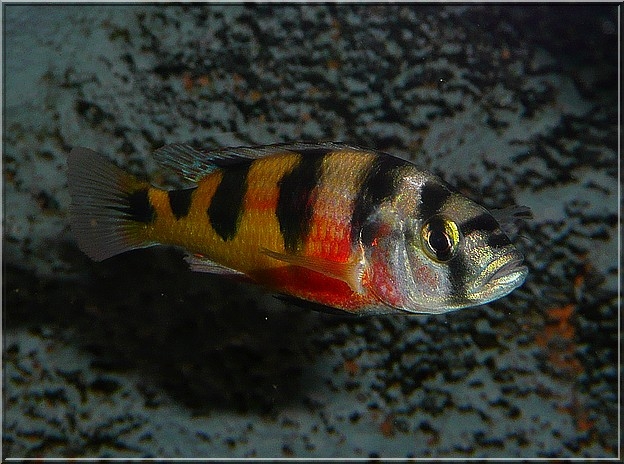 Astatotilapia Latifasciata