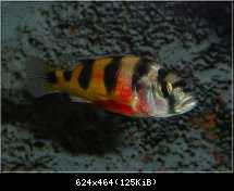 Astatotilapia Latifasciata