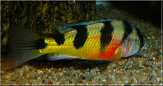 Astatotilapia Latifasciata