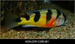 Astatotilapia Latifasciata