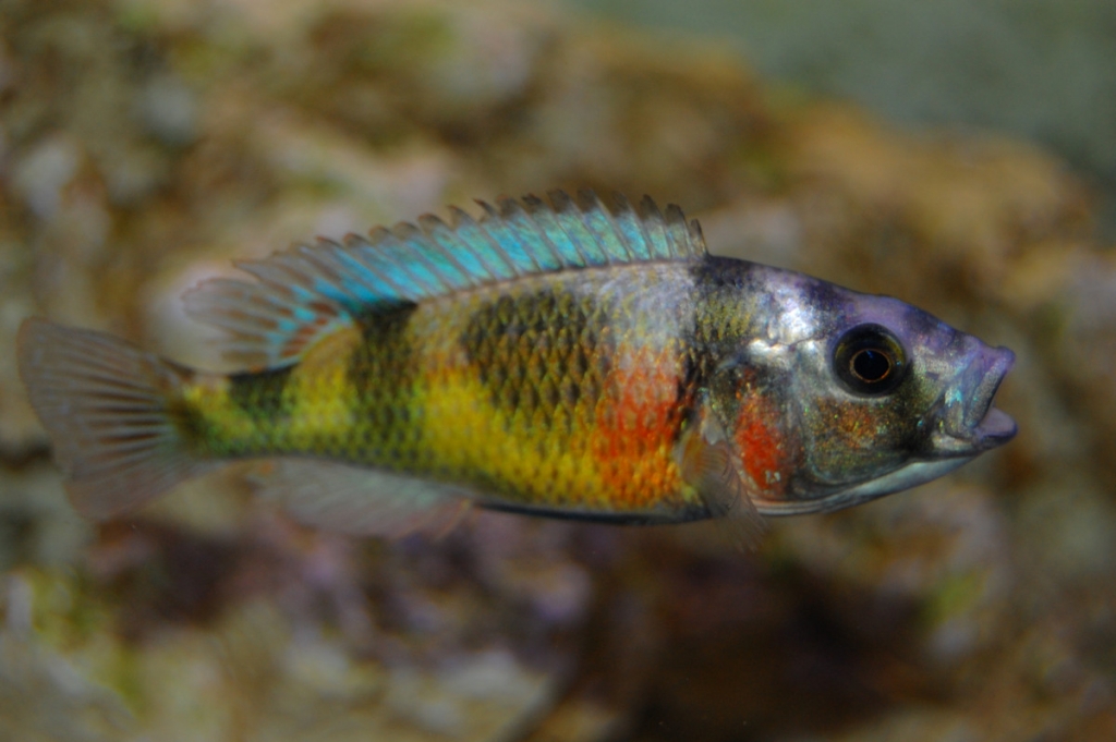 Haplochromis Brownae