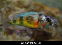 Haplochromis Brownae