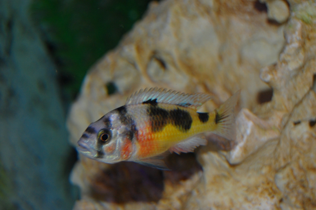 Haplochromis Brownae