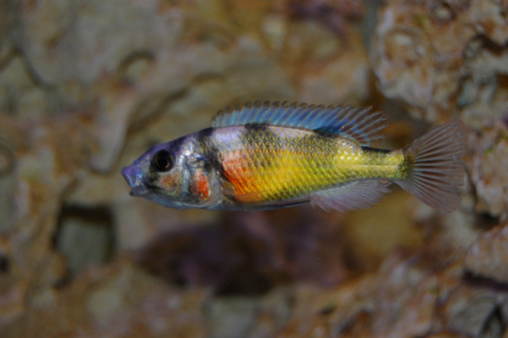 Haplochromis Brownae