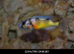 Haplochromis Brownae