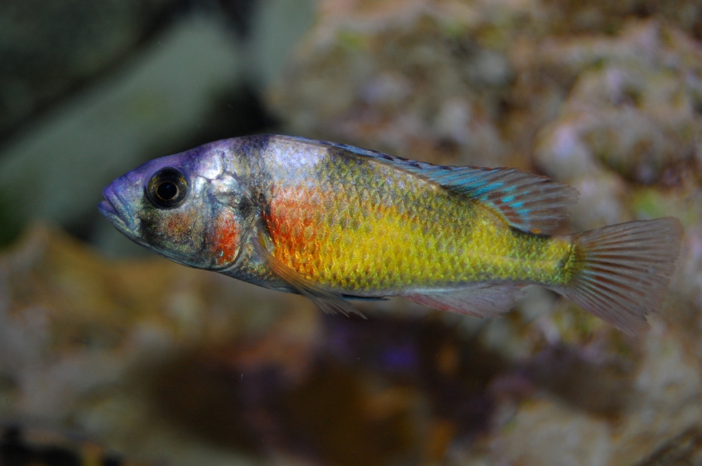 Haplochromis Brownae