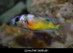 Haplochromis Brownae