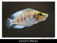 Altolamprologus Compressiceps