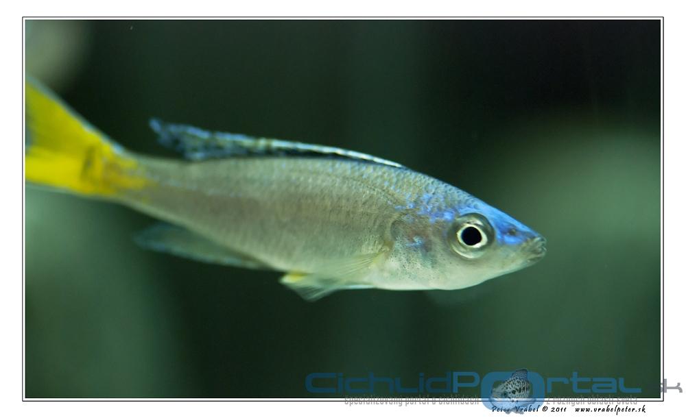 Cyprichromis Leptosoma Mpulungu