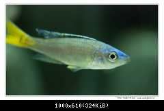 Cyprichromis Leptosoma Mpulungu