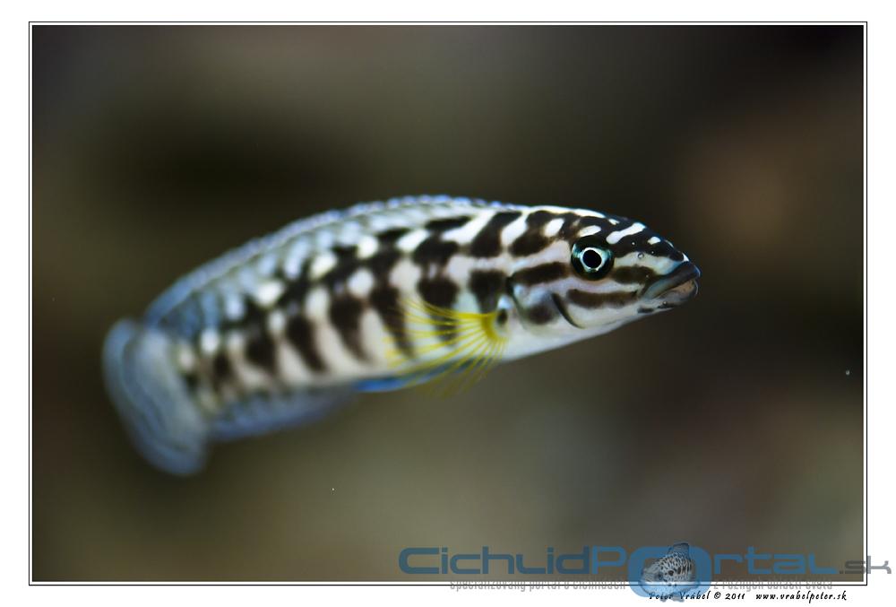 Julidochromis Marlieri (Burundi)