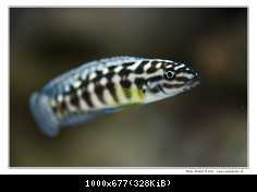 Julidochromis Marlieri (Burundi)