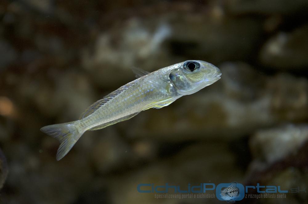 Xenotilapia Ochrogenys