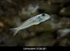 Xenotilapia Ochrogenys