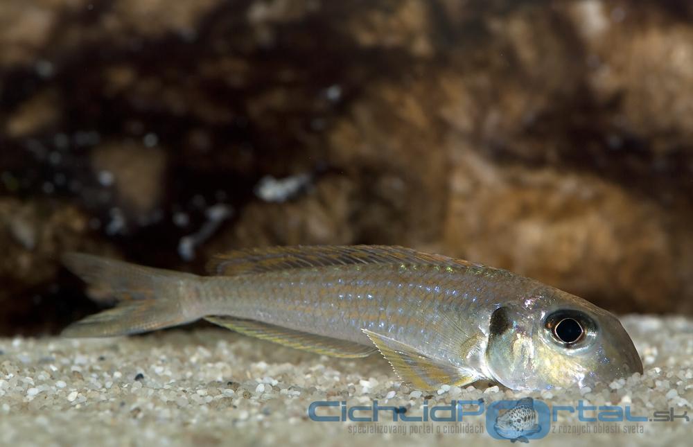 Xenotilapia Ochrogenys