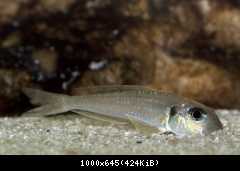 Xenotilapia Ochrogenys