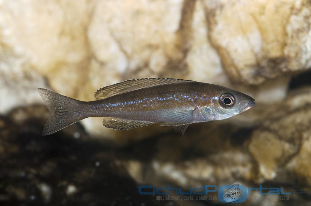 Cyprichromis Microlepidotus Kasai - samička