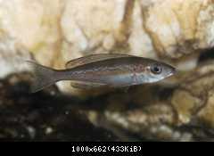 Cyprichromis Microlepidotus Kasai - samička