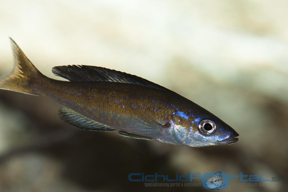 Cyprichromis Microlepidotus Kasai - samec