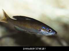 Cyprichromis Microlepidotus Kasai - samec