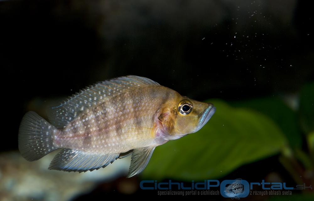 Altolamprologus Compressiceps Kasanga Yellow head