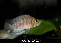 Altolamprologus Compressiceps Kasanga Yellow head